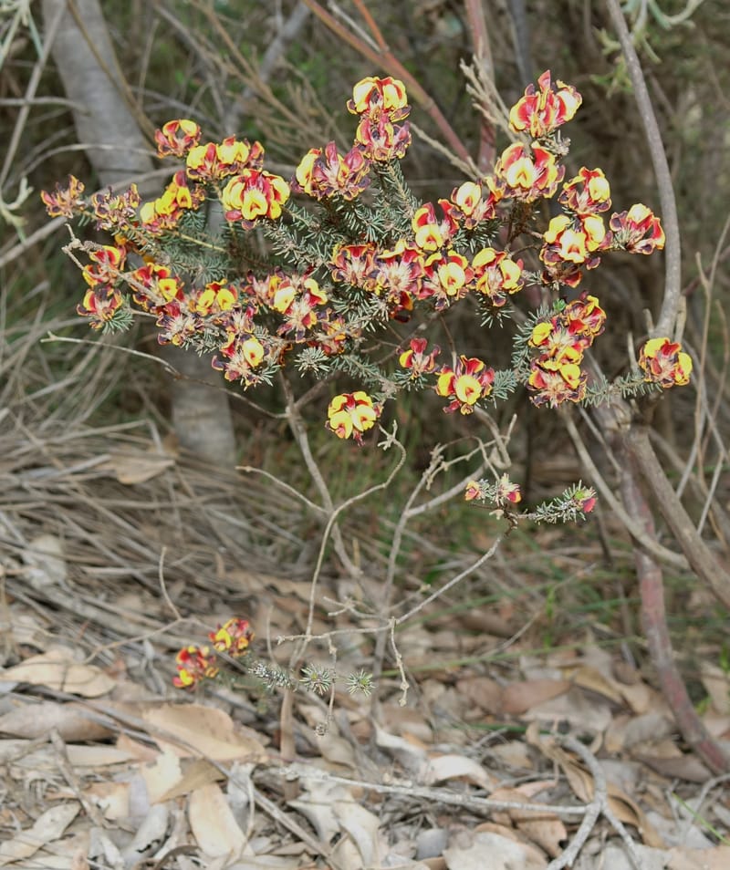 Pultenaea verruculosa, Davidson, C 13524--Australia. W. A. Trail to Mt. Hassell. 30 Oct 2016. DSC07078 (93).JPG
