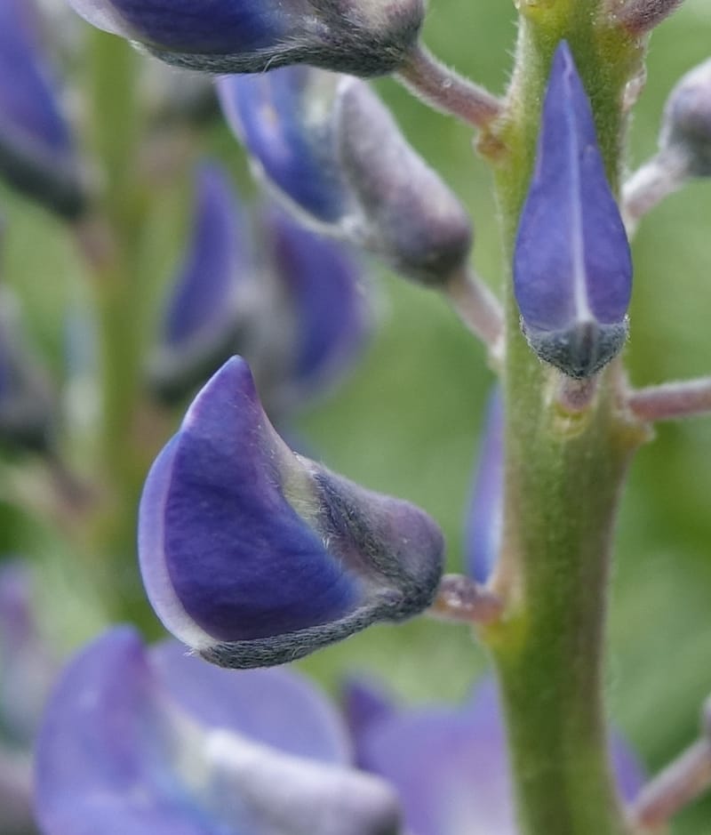 Lupinus argenteus, C. Davidson 13628--ID. Fremont Co. Flat Ranch Preserve (TNC). 16 Jun 2017. DSC01715 (74).JPG