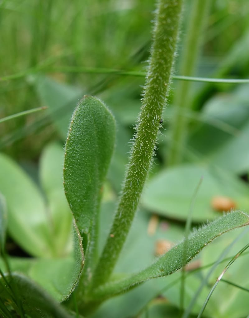 Arnica montana, Callmander, M 1293--Switzerland. Oberwald. Chapel St. Nikolas. 2 Jul 2016. DSC07728 (572).JPG