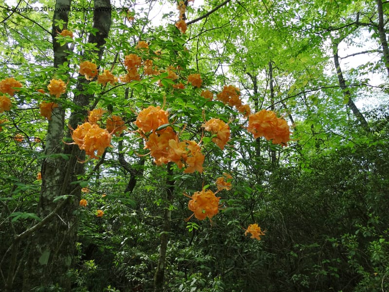 Rhododendron calendulaceum, Davidson, C 12949--North Carolina. Trans. Co. Yellow Gap Rd. Pink Beds. 11 May 2015. DSC03958 (23).JPG