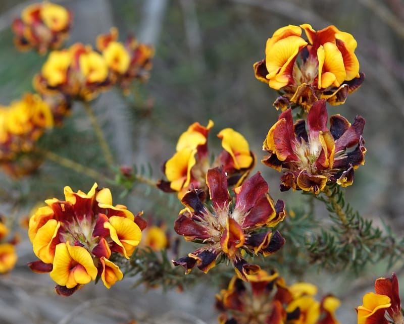 Pultenaea verruculosa, Davidson, C 13524--Australia. W. A. Trail to Mt. Hassell. 30 Oct 2016. DSC07078 (95).JPG