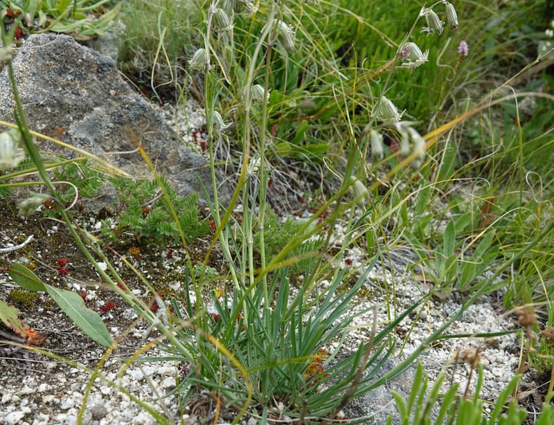 Silene gracilicaulis, D. Boufford 44025--China. Sichuan. Litang Xian. 15 Aug 2017. DSC06139 (263).JPG