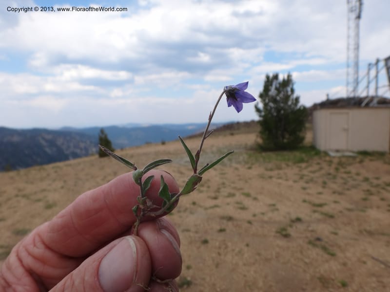 Campanula, Davidson, C #12084--ID, Valley Co., Elk Summit, 7 Aug 2012 DSC00699 (16).JPG