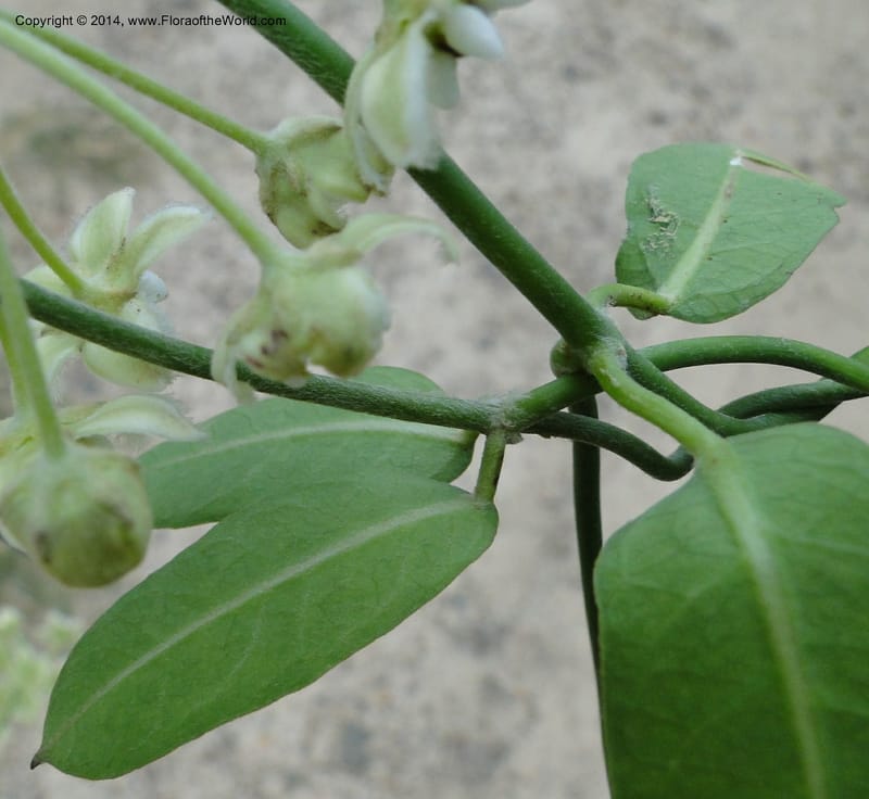 Funastrum clausum, Stevens, W.D. 31011, Transchaco, 13 Mar 2011 1156 (23).JPG