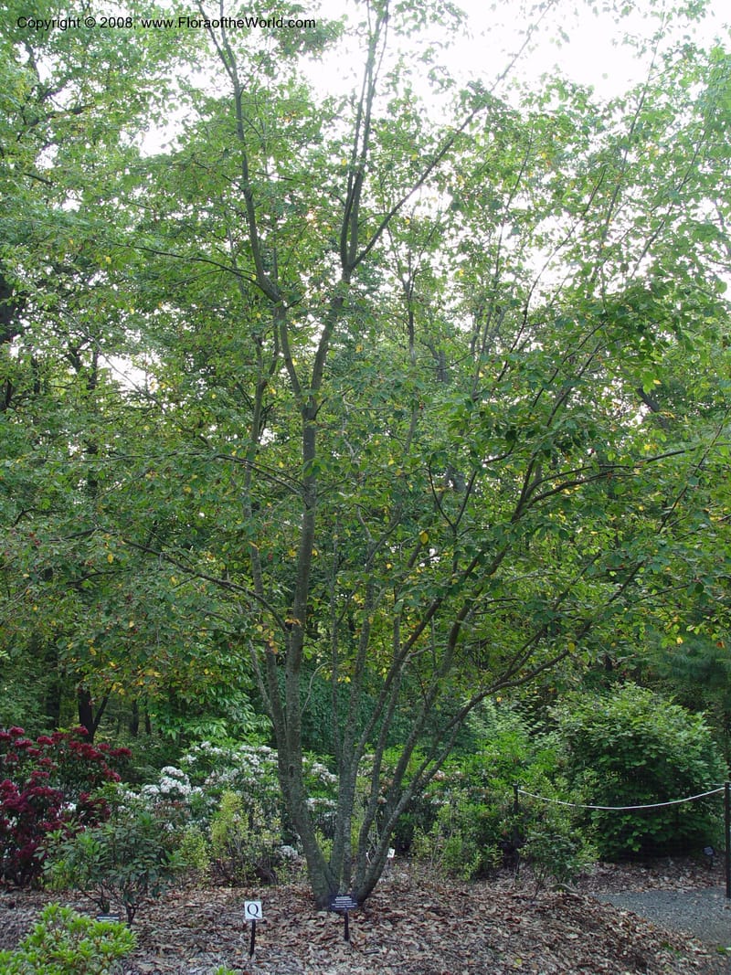 Amelanchier laevis--CT. Redding. Highstead Arboretum. 27 Jun 03. 061.jpg