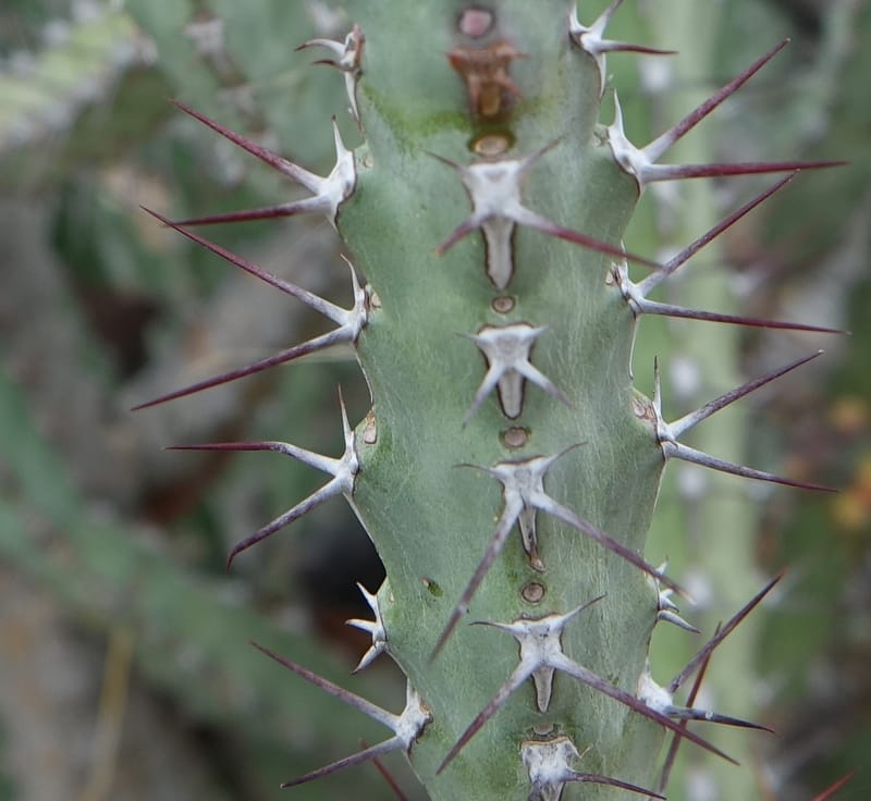 Euphorbia subsalsa subsp. fluviatilis, Nanyenia 1191--Namibia. Dry waterfal. 20 Mar 2018. DSC01925 (29).JPG