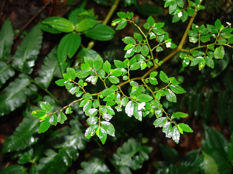 Begonia foliosa, Croat 95770--Ecuador. Maquipucuna Biol. Res. Send. al Humedal. 14 Mar 06. 197 (2).jpg