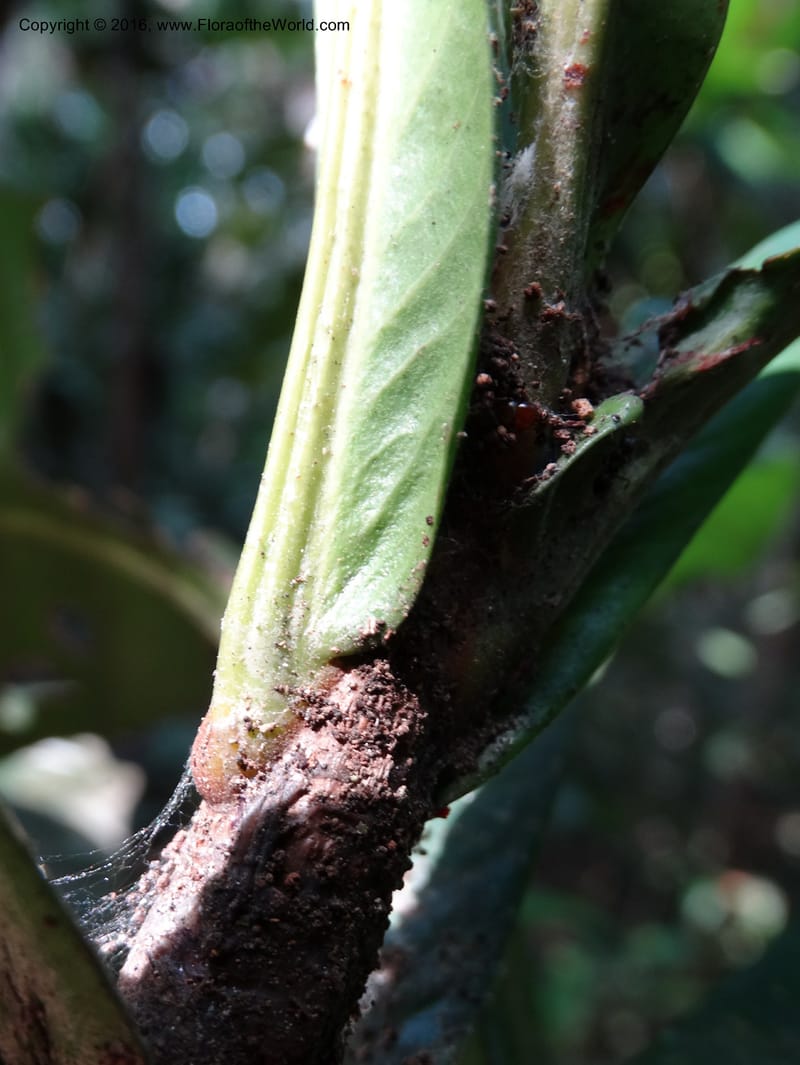Agrostistachys longifolia, Davidson, C 12889--Sabah. Sapa Paya For. Res. 23 Mar 2015. DSC00001 (164).JPG