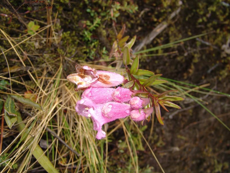 Agalinis, RVasquez32871--Peru. Prv Pauctb. Rd to Manu NP. 27 Oct 07. 060.jpg