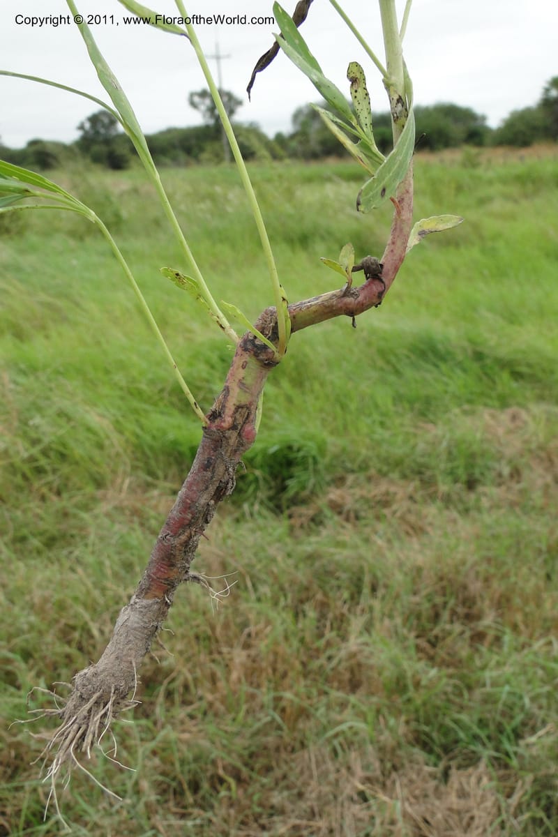 Porophyllum lanceolatum, W. D. Stevens 31034--Paraguay. Edo. Pres. Hayes. Rta. 9. 13 Mar 2011. 121 (47).jpg
