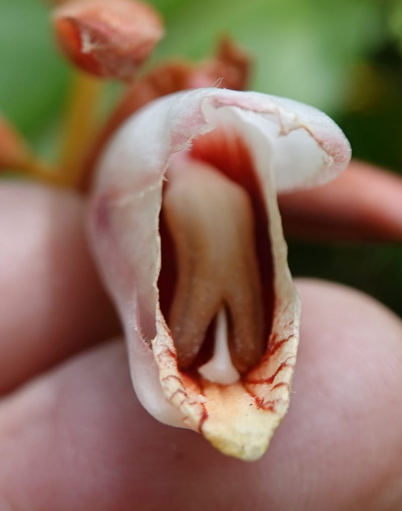 Alpinia blepharocalyx, D. Boufford 44112--China. Yunnan. Lao jun Shan. 30 Apr 2018. DSC00424 (207).JPG