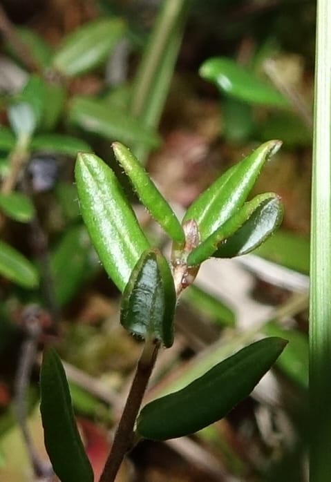 Vaccinium oxycoccus--Japan. Hokkaido. Sarobetsu. 4 Aug 2016. DSC00970 (135).JPG