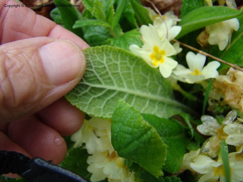 Primula vulgaris, C. Davidson 11222--Slovenia, Stajerska Region, Menina Planina, 19 May 2008.  014 (5).jpg