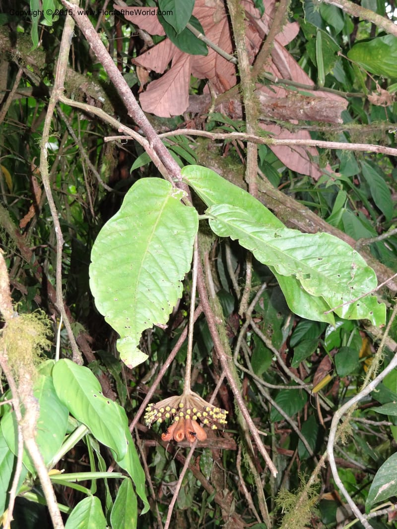 Marcgravia roonei, Hammel 26111--Costa Rica. Ranchos Tinamu. 3 Mar 2012. DSC03666 (50).JPG
