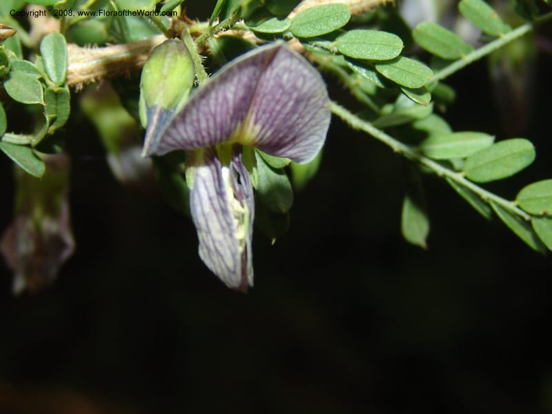 Ormocarpum trichocarpum, W3130--So. Africa. Mpumal. Karino, Whyte Thorne Gdn. 14 Mch 05. 029.jpg
