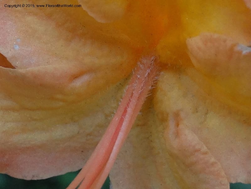 Rhododendron calendulaceum, Davidson, C 12949--North Carolina. Trans. Co. Yellow Gap Rd. Pink Beds. 11 May 2015. DSC03958 (20).JPG