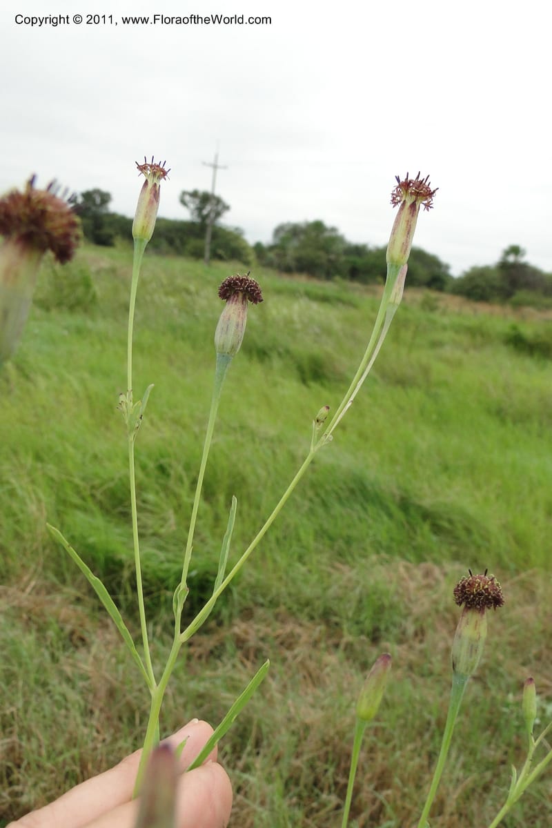 Porophyllum lanceolatum, W. D. Stevens 31034--Paraguay. Edo. Pres. Hayes. Rta. 9. 13 Mar 2011. 121 (51).jpg