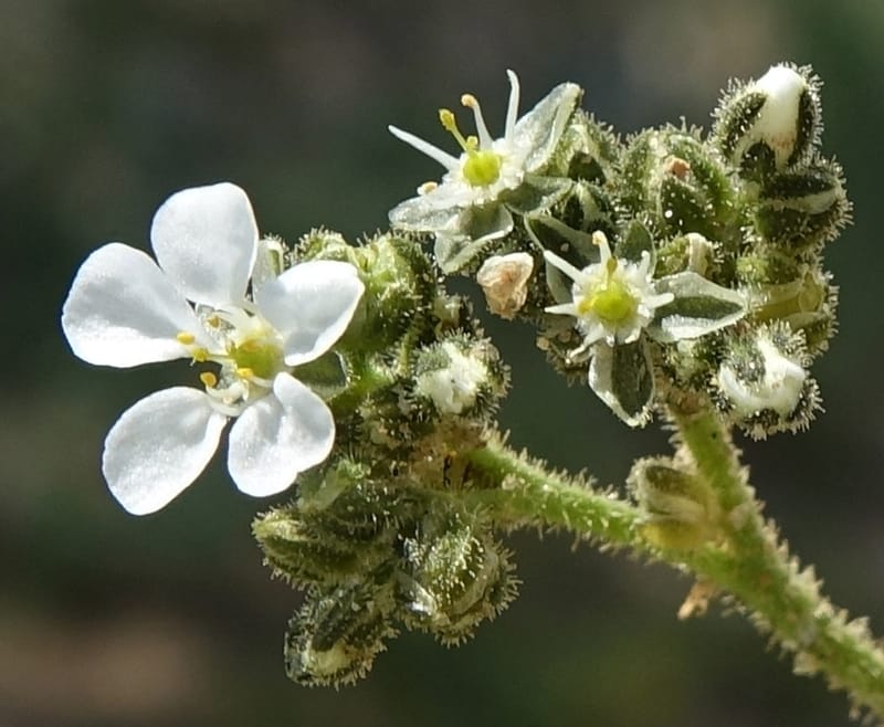 Limeum myosotis, L. Nanyeni 1158--Namibia. B1 to Rehoboth, Frankie Fredricks St. 15 Mar 2018. DSC00565 (447).JPG