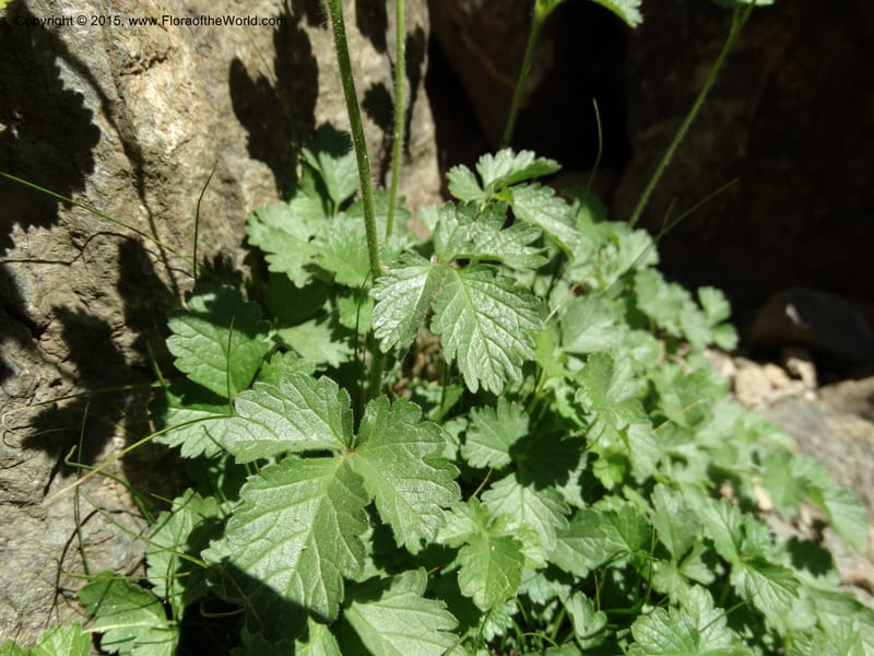 Drymocallis pseudorupestris, Davidson, C 12863--ID. Idaho Co. Seven Devils Mtns. 20 Jul 2015. DSC07745 (39).JPG