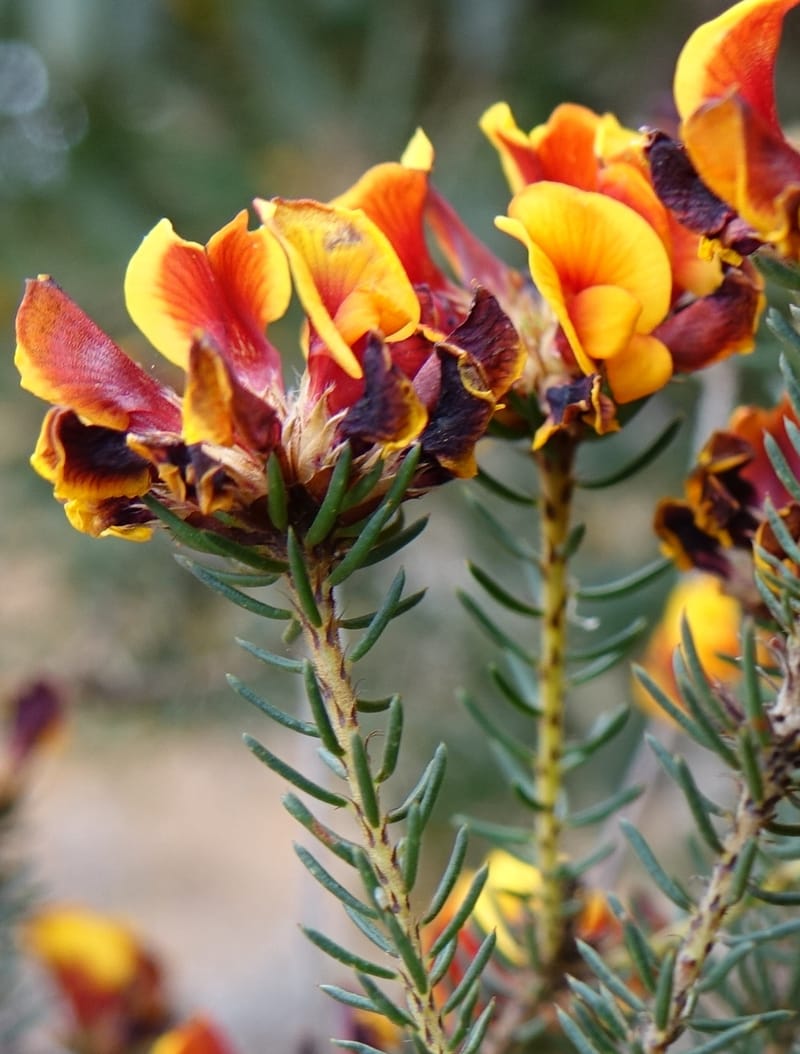 Pultenaea verruculosa, Davidson, C 13524--Australia. W. A. Trail to Mt. Hassell. 30 Oct 2016. DSC07078 (84).JPG