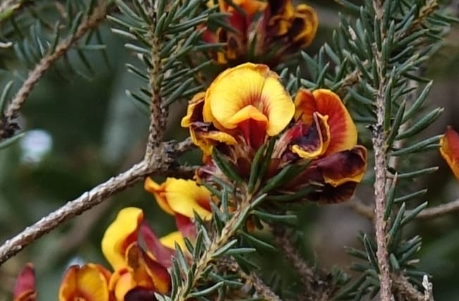 Pultenaea verruculosa, Davidson, C 13524--Australia. W. A. Trail to Mt. Hassell. 30 Oct 2016. DSC07078 (90).JPG