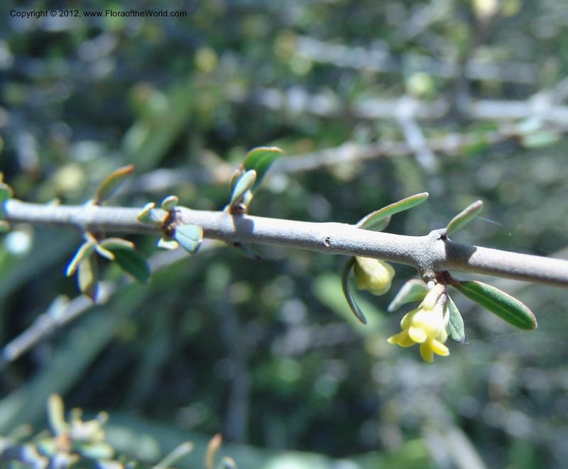 Secamonopsis microphylla, Ranaivojaona, R 1338-Madagascar, 14 Jan 2006 014 (3).jpg