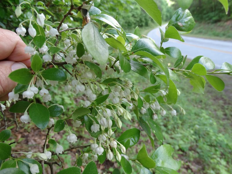 Vaccinium arboreum, Davidson, C 13042--South Carolina. Oconee Co. Tugaloo R. 19 May 2015.  (72).JPG