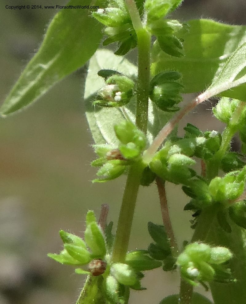 Parietaria pensylvanica, Davidson, C 12143--Oregon. Wallowa Co. Imnaha River. 7 May 2013. DSC03887 (269).JPG