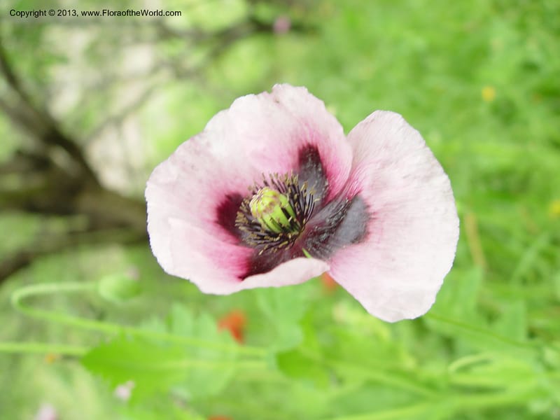 Papaver somniferum--Spain. Gran.Prv. 10 km S Jct. Albondon-Albunol, C333. 1 (23).jpg