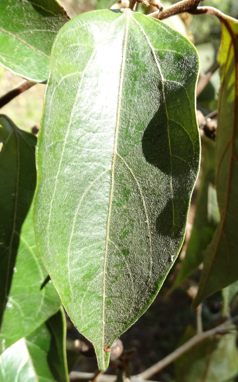 Cryptocarya turrilliana, Lowry, P 7352--Fiji. Nabouwalu Rd. 5 Nov 2015. DSC09606 (8).JPG