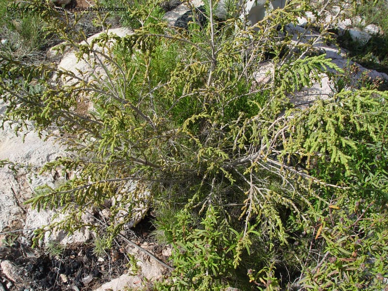 Thymelaea hirsuta--Spain. Andalucia. On C333, ca. 5 km E of Orgiva. 14 Ap (138).jpg