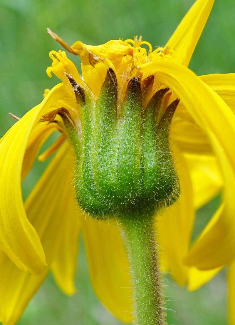 Arnica montana, Callmander, M 1293--Switzerland. Oberwald. Chapel St. Nikolas. 2 Jul 2016. DSC07728 (577).JPG
