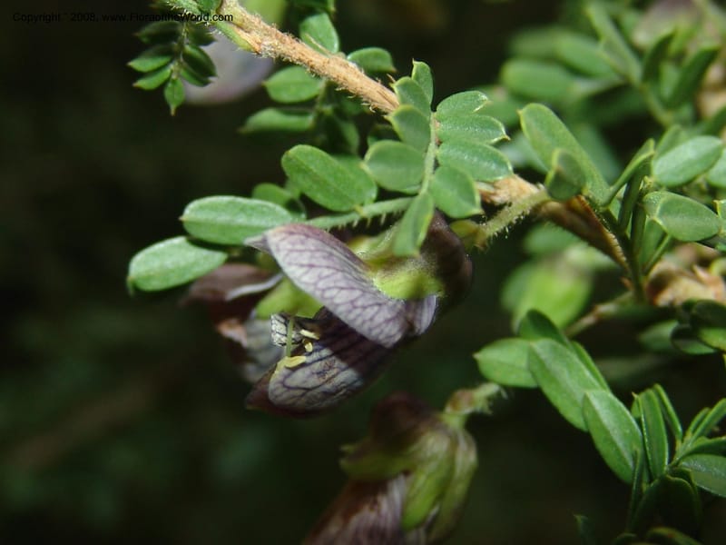 Ormocarpum trichocarpum, W3130--So. Africa. Mpumal. Karino, Whyte Thorne Gdn. 14 Mch 05. 028.jpg