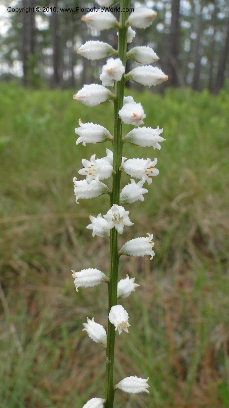 Aletris farinosa, C. Davidson 11748--North Carolina. Brunswick Co. Green Swamp. 21 May 2010. 362 (97).jpg