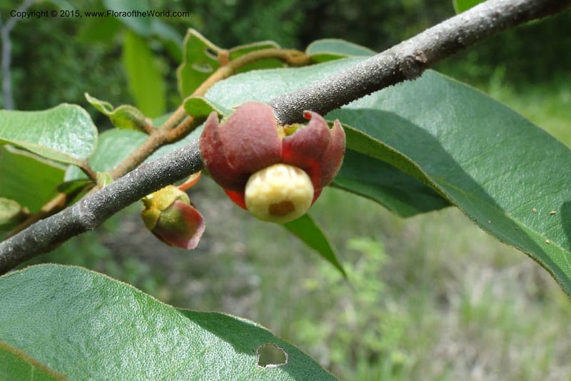 Uvaria, Regalado 1954--Viet Nam. Forest Block 19. 15 May 2011. 144 (26).jpg