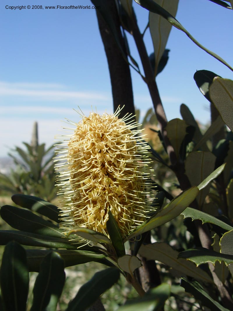 Banksia integrifolia, 1999.01594--Spain. Barcelona Botanic Garden. 19 Apr 04. 078.jpg