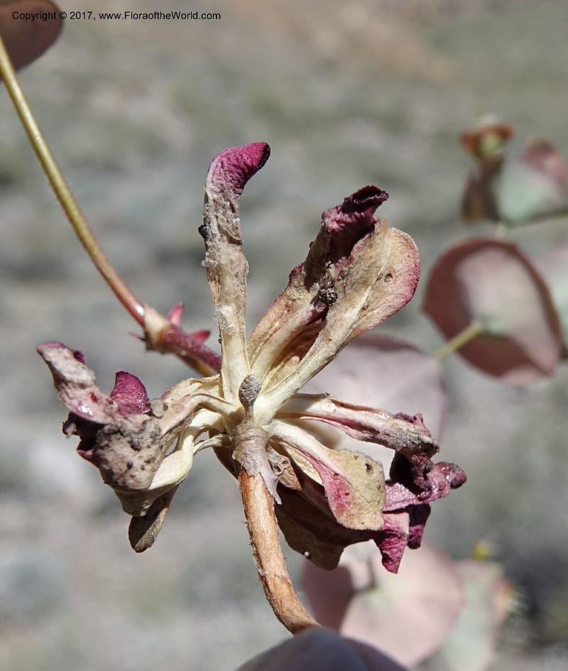 Oxytheca perfoliata, Davidson, C 13128--California. Inyo Co. Mahogany-Wild Rose Rd. 19 Apr 2016.  (144).JPG