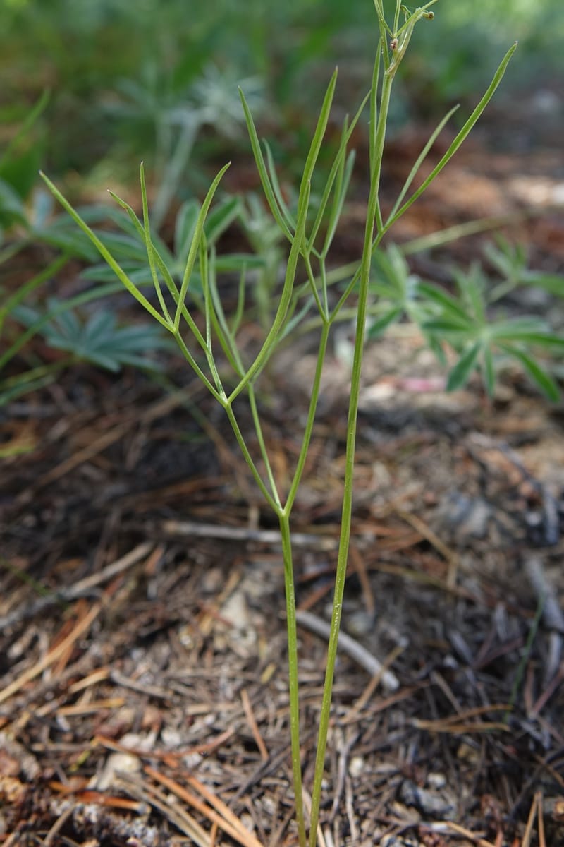 Lomatium idahoense, C. Davidson 13706--ID. Idaho Co. Road to Smith Knob L.O. 11 July 2017. DSC03081 (191).JPG