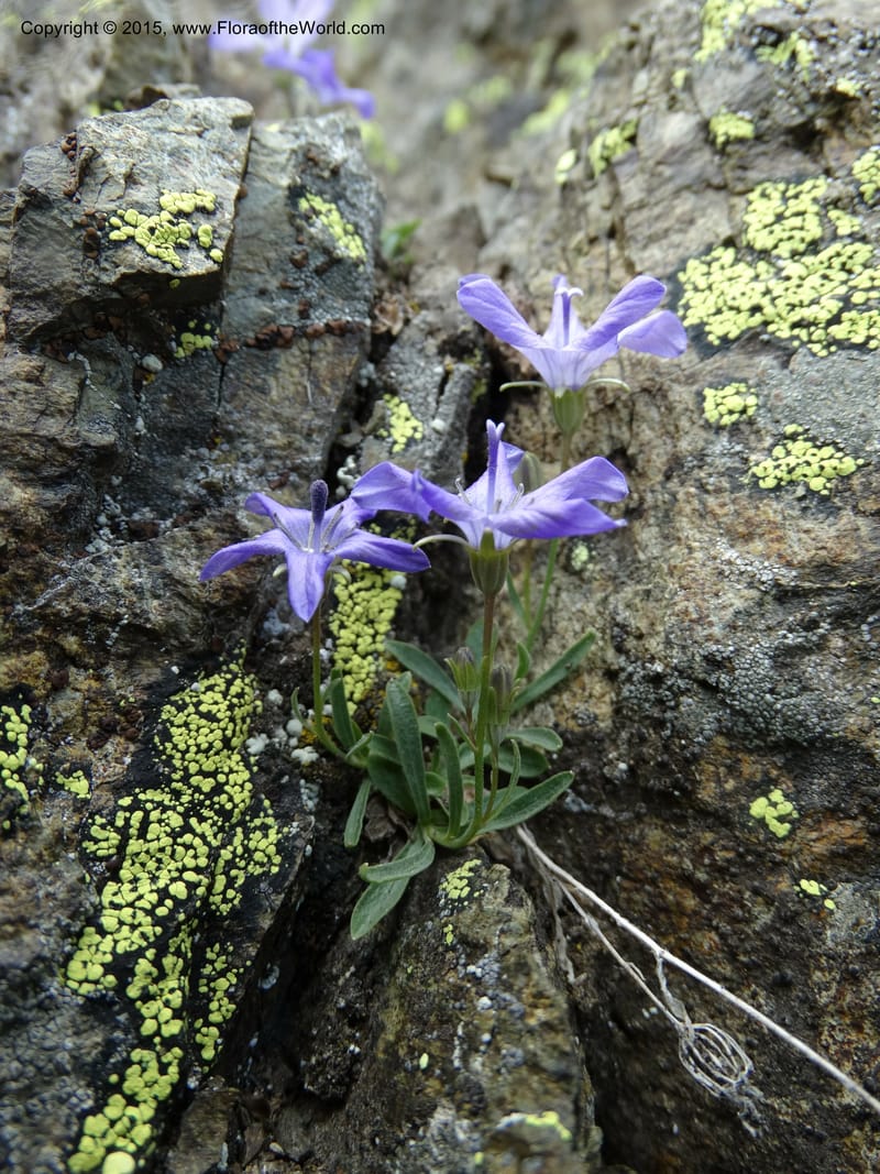 Campanula, Davidson, C 12592B--ID. Idaho Co. Seven Devils Camp Ground. 15 Jul 2014. DSC00113 (163).JPG