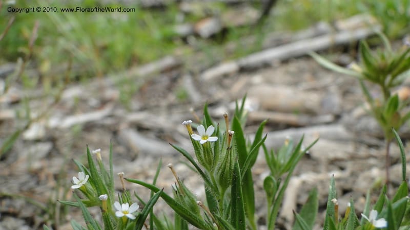 Microsteris gracilis, C. Davidson 11773--ID. Idaho Co. Warren Summit. 28 July 2010. 132 (40).jpg