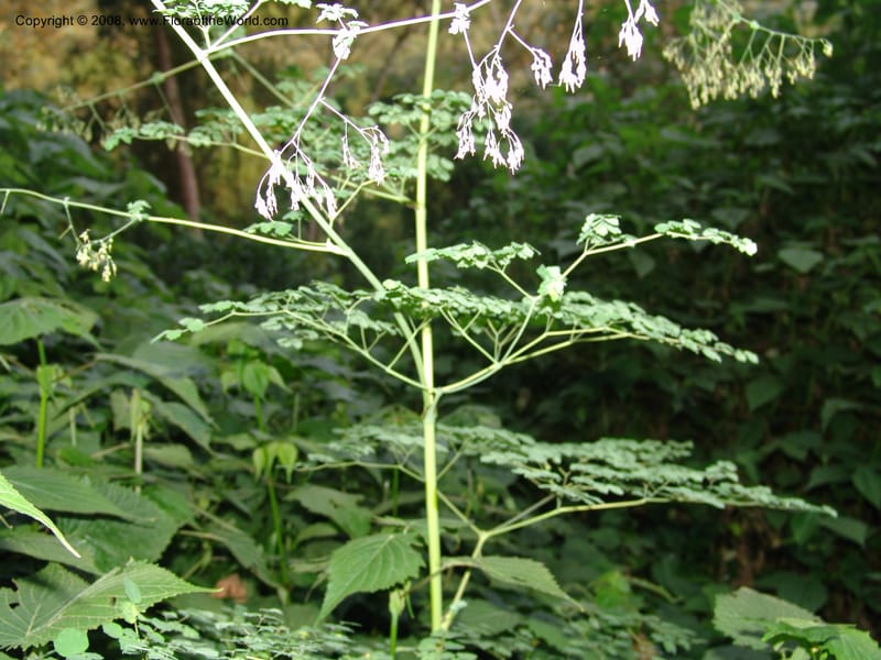 Thalictrum rhynchocarpum--Kenya. Brooks Bond Tea Estate, Kericho. 8 Jul 04. 118.jpg