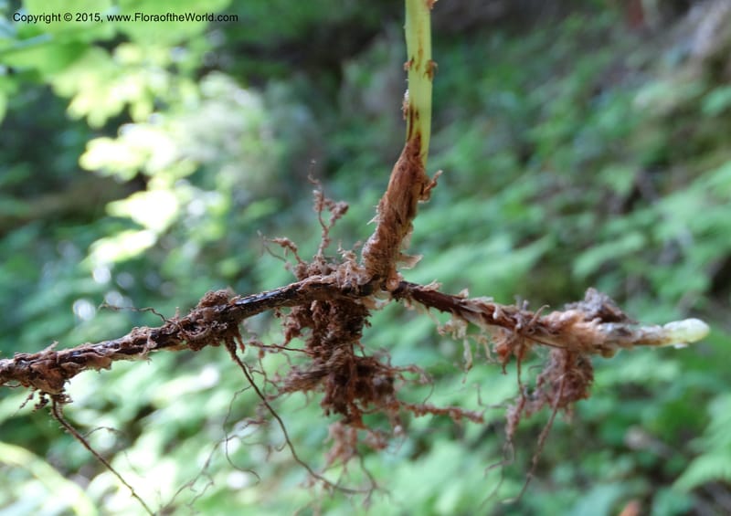 Gymnocarpium dryopteris, Davidson, C 12848--ID. Shoshone Co. St. Hwy 4. E of Burke. 2 Jul 2015. DSC07383 (51).JPG
