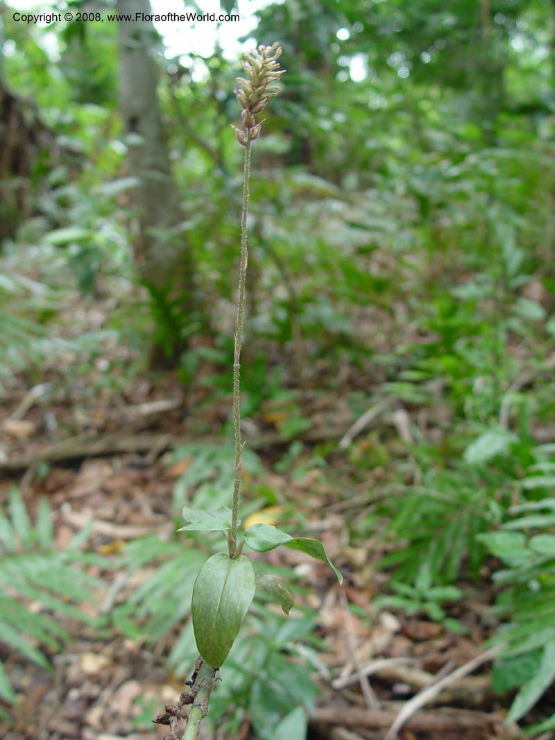 Cheirostylis gymnochiloides--So. Africa. KwaZuluNatal. Mtunzini, Raphia palm  Nat. Res. 29 Sep 03. 049.jpg