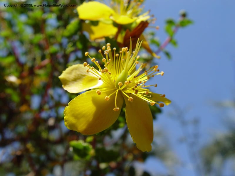 Hypericum balearicum--Spain. Blanes. Marimurtra Bot. Gard. 24 Apr 04. 063.jpg
