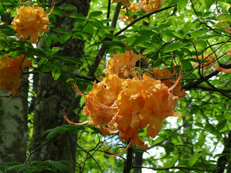 Rhododendron calendulaceum, Davidson, C 12949--North Carolina. Trans. Co. Yellow Gap Rd. Pink Beds. 11 May 2015. DSC03958 (2).JPG