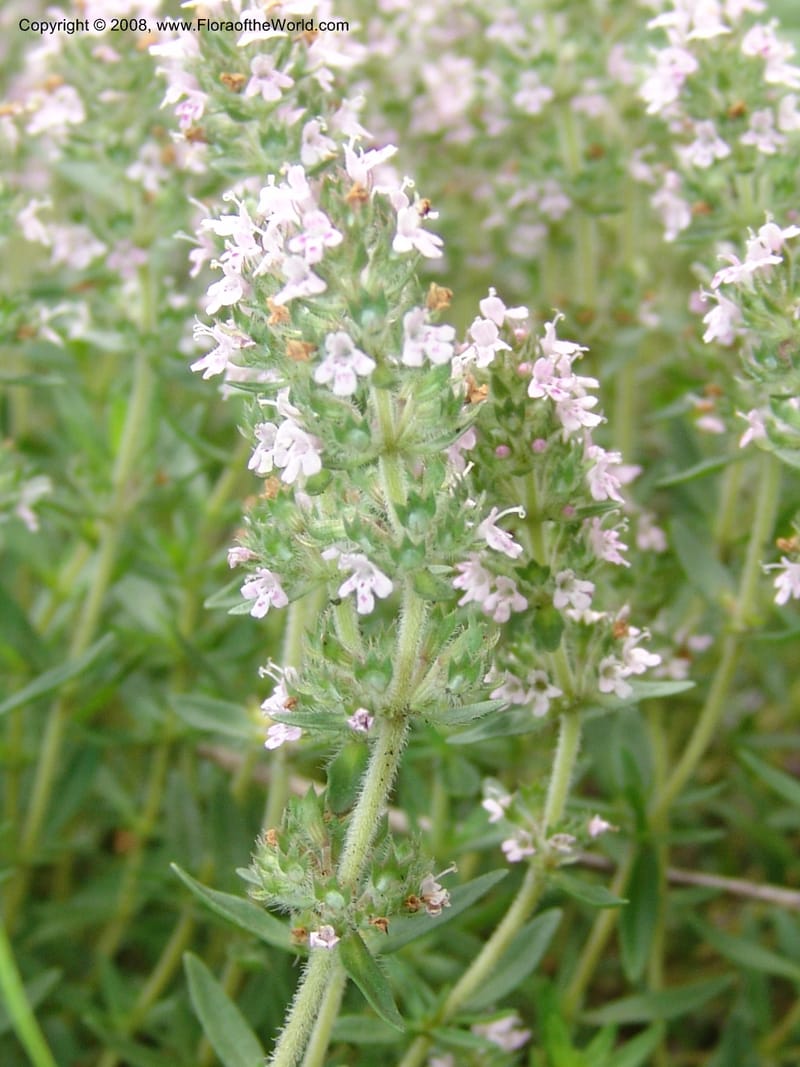 Thymus tiflisensis--Georgia. Gori Upland, Gareji Steppe. Near salty lake. 9  Jun 05. 130.jpg