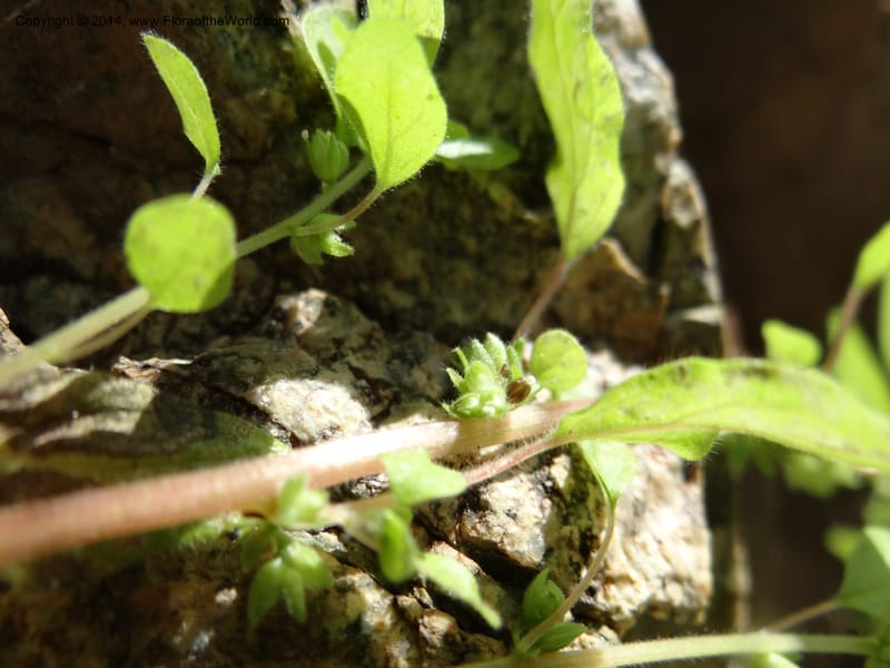 Parietaria pensylvanica, Davidson, C 12143--Oregon. Wallowa Co. Imnaha River. 7 May 2013. DSC03887 (258).JPG