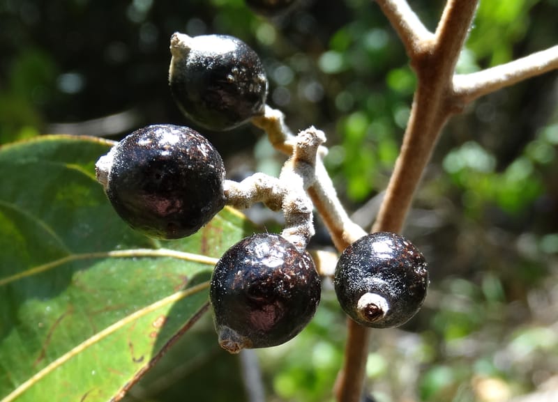 Cryptocarya turrilliana, Lowry, P 7352--Fiji. Nabouwalu Rd. 5 Nov 2015. DSC09606 (19).JPG