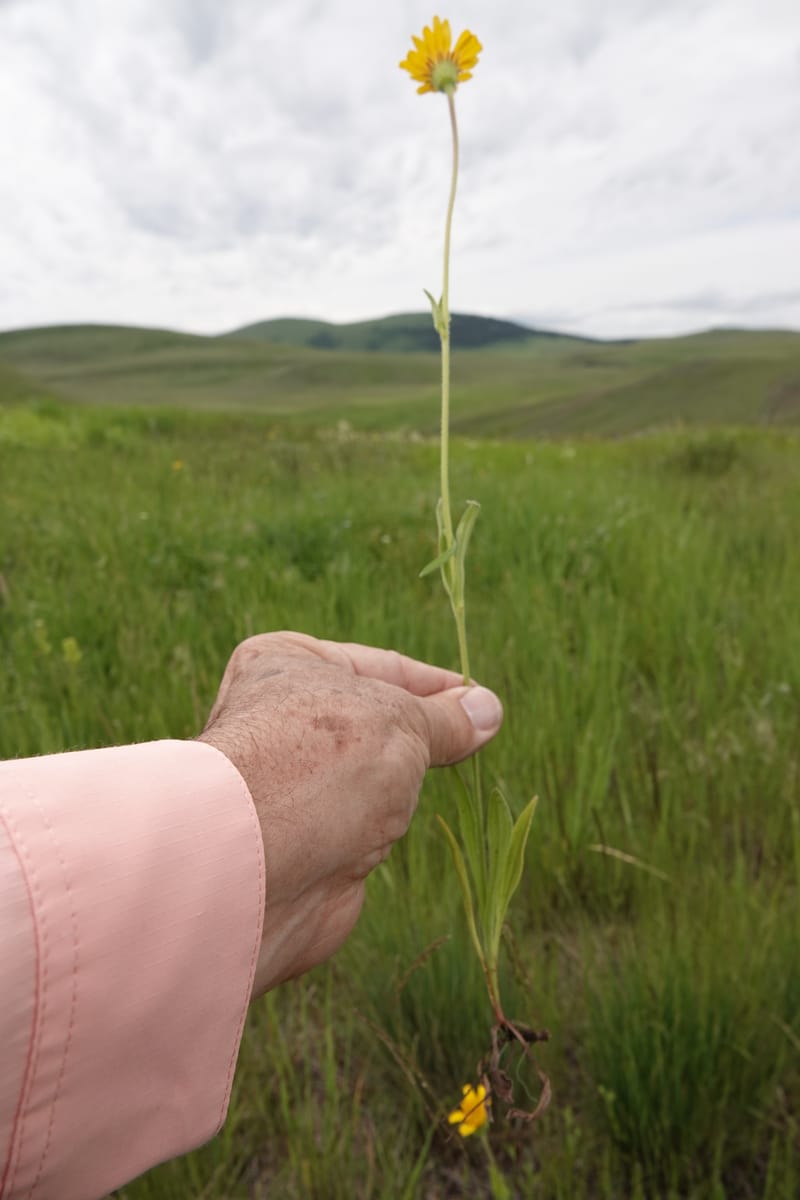 Arnica sororia, C. Davidson 13758--Oregon. Wallowa Co. Zumwalt.Trail Cr. Rd. 4 Jun 2018. DSC04078 (290).JPG