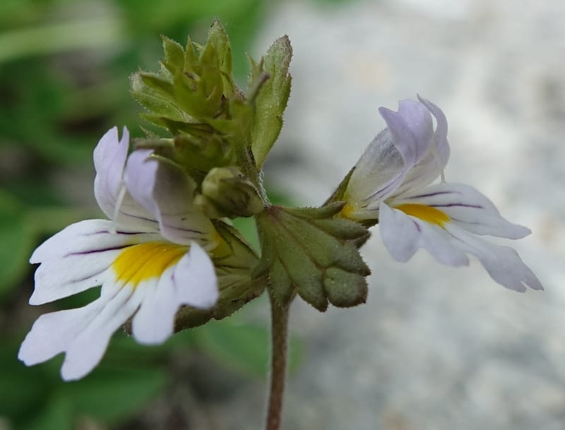Euphrasia alpina, Not collected--Switzerland. Sass Almagell. Lac Mattmark. 3 Jul 2016. DSC08449 (35).JPG